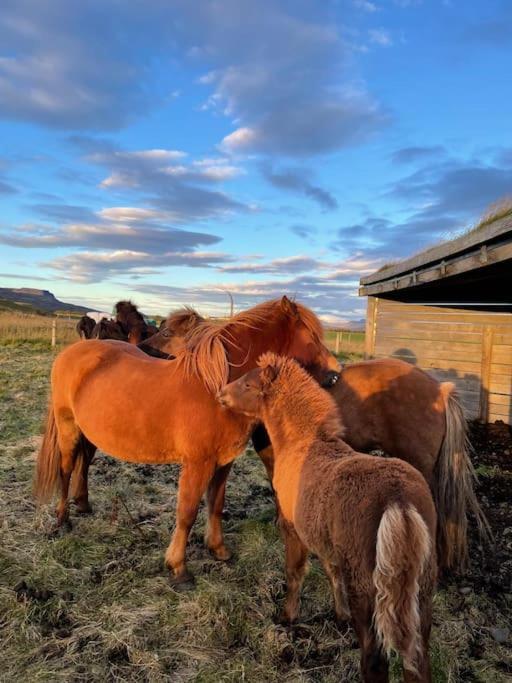 Kloepp Lodge - Snaefellsnes Peninsula Stykkishólmur Екстериор снимка